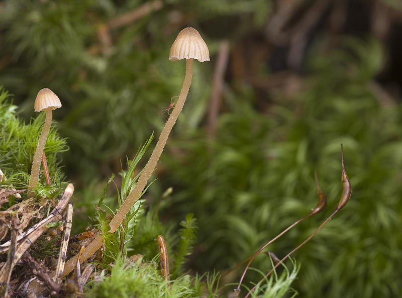 Galerina atkinsoniana